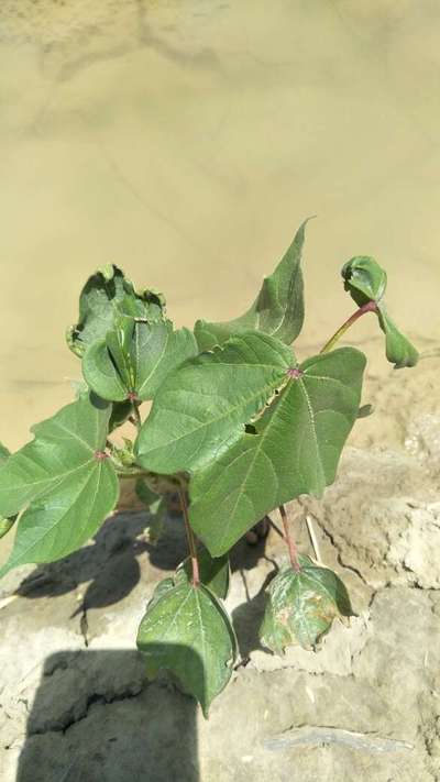 Flea Beetles - Cotton