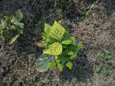 Bean Yellow Mosaic Virus - Bean