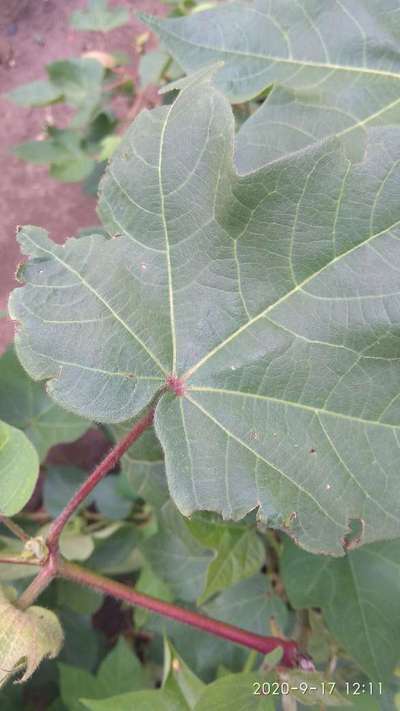 Spider Mites - Cotton