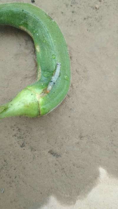 Helicoverpa Caterpillar - Okra