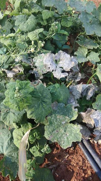 Downy Mildew of Cucurbits - Zucchini