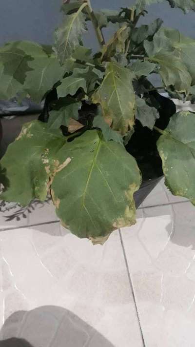 Potassium Deficiency - Brinjal