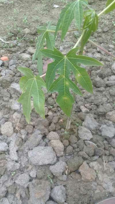 পেঁপের বাদামী দাগ রোগ - পেঁপে