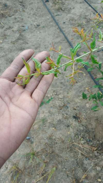 Boron Deficiency - Pomegranate