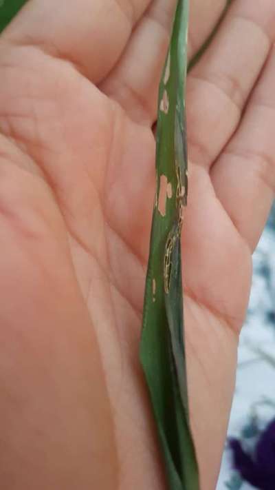 Fall Armyworm - Rice