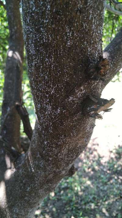 Mealybug - Citrus