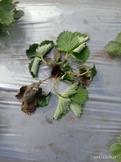 Fusarium Wilt - Strawberry