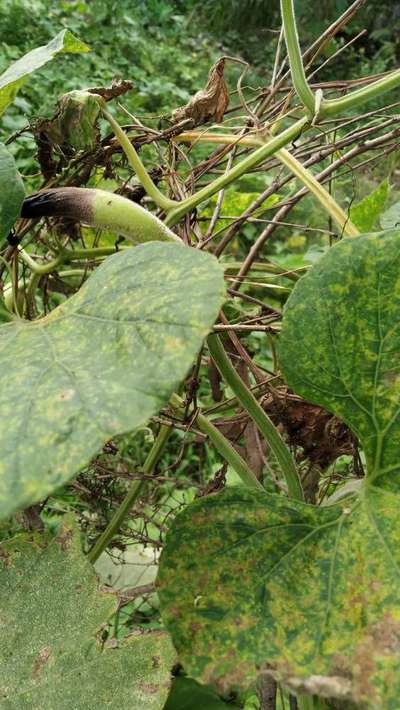 Spider Mites - Pumpkin