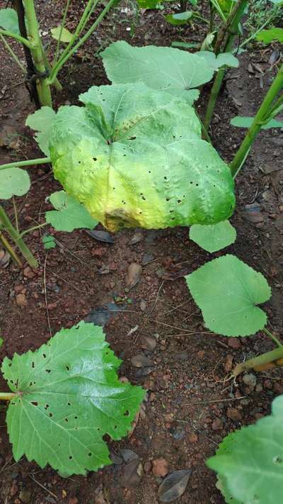 Spider Mites - Okra