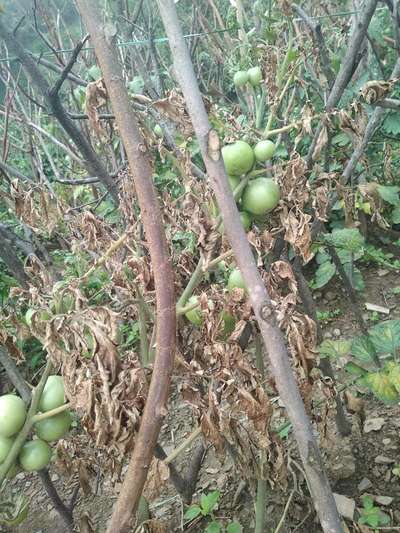 Tomato Late Blight - Tomato