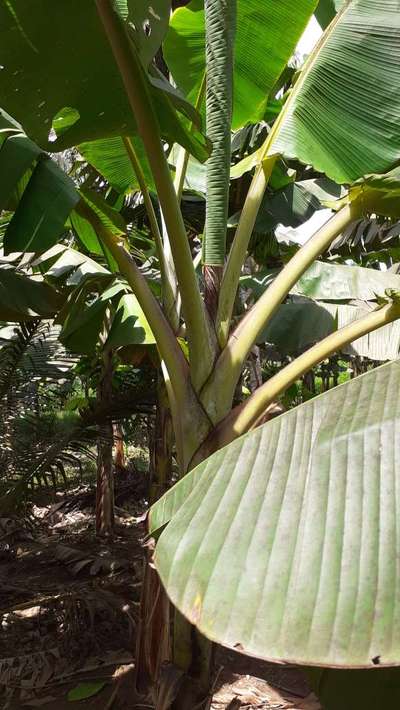 Boron Deficiency - Banana