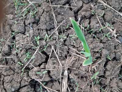 Potassium Deficiency - Maize