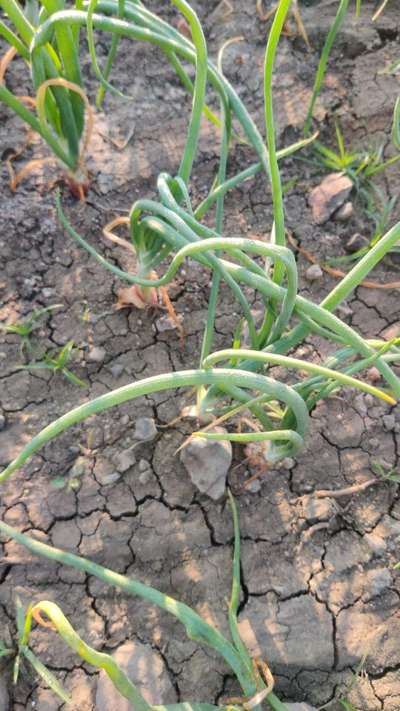 Boron Deficiency - Onion