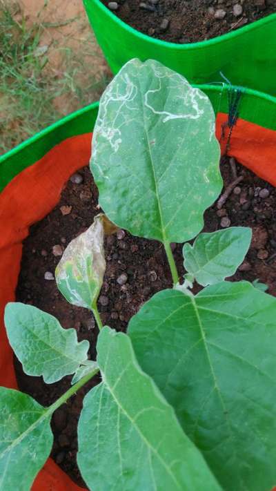 Leaf Miner Flies - Brinjal