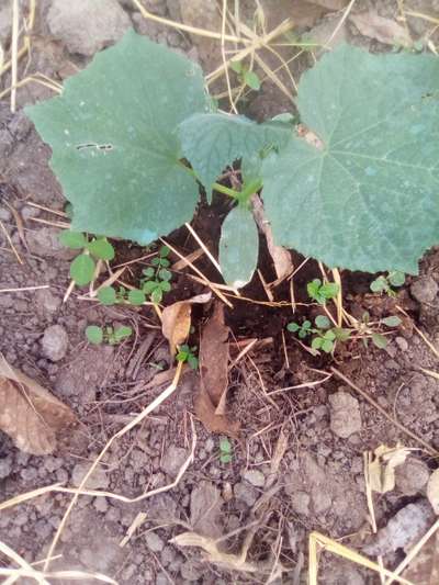 Powdery Mildew - Cucumber