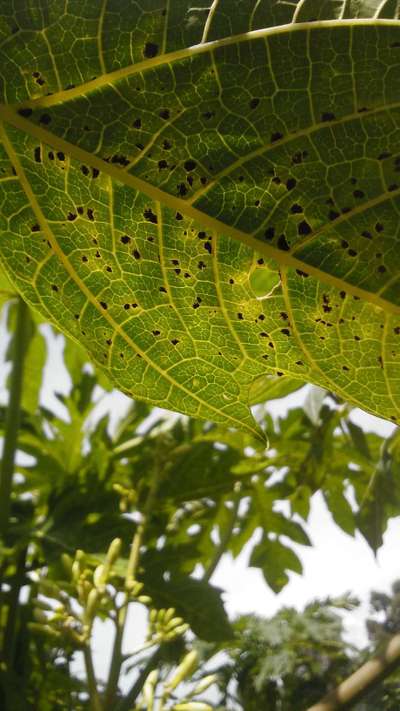 Black Spot Disease of Papaya - Papaya