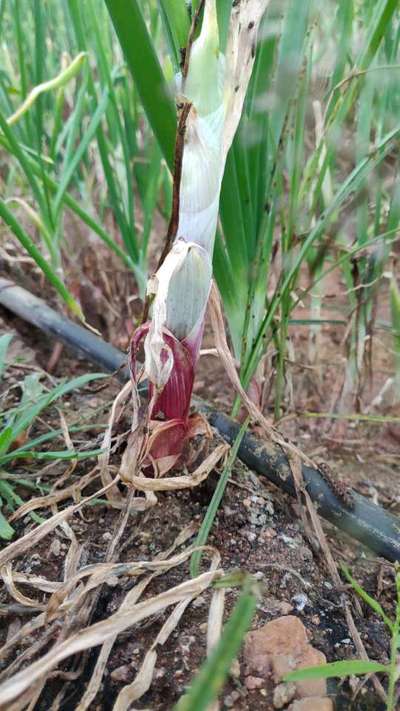 ತಂಬಾಕು ಕ್ಯಾಟರ್ಪಿಲ್ಲರ್ - ಈರುಳ್ಳಿ