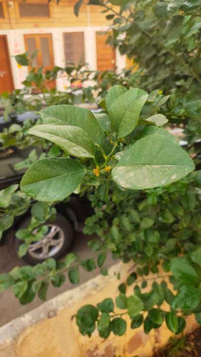 Spider Mites - Citrus