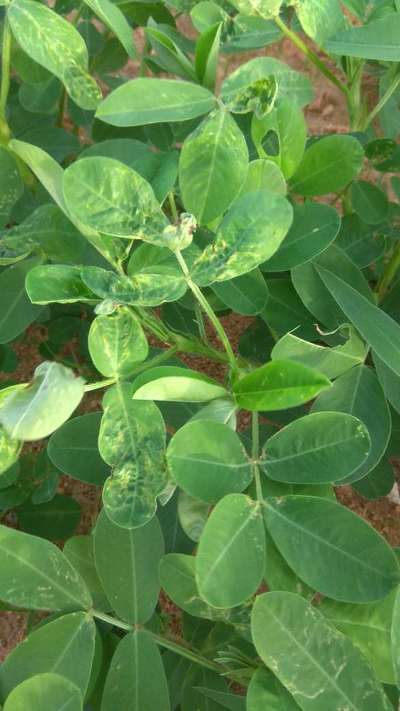 Leafhoppers and Jassids - Peanut