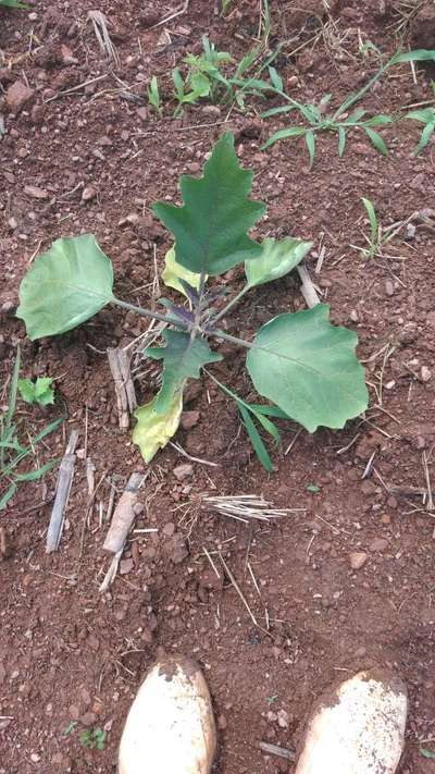Murcha de Fusarium - Berinjela