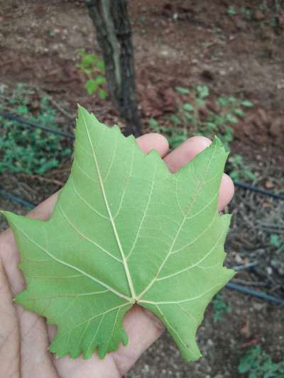 स्फुरदची कमतरता - द्राक्षे