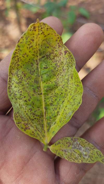 Powdery Mildew - Bean