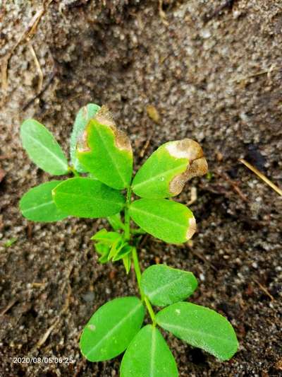 Botrytis Blight - Peanut