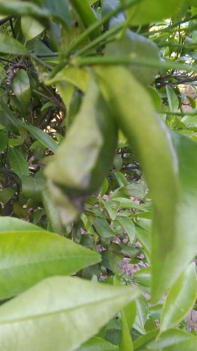 Citrus Leaf Miner - Citrus