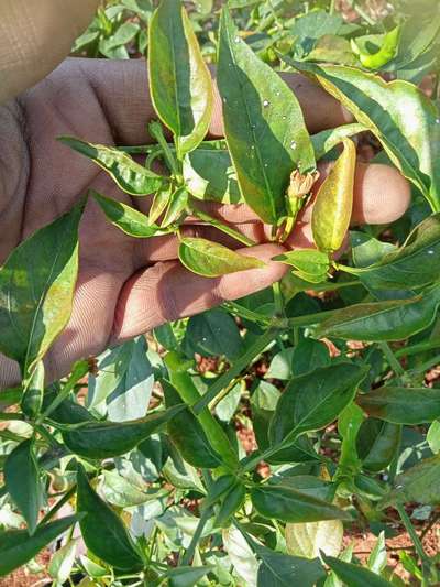 Chilli Cercospora Leaf Spot - Capsicum & Chilli