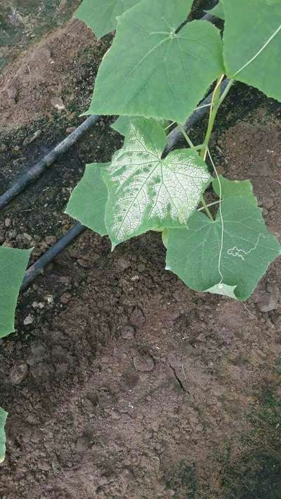 Leaf Miner Flies - Cucumber