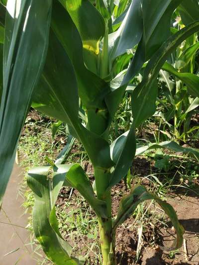 Violet Stem Borer - Maize