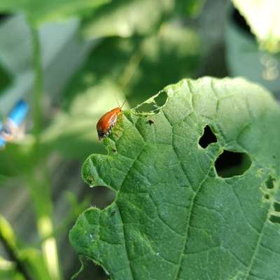 Red Pumpkin Beetle - Cucumber