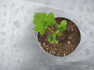 Spider Mites - Zucchini