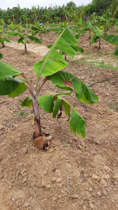 சுண்ணாம்புச் சத்து பற்றாக்குறை (கால்சியம் பற்றாக்குறை) - வாழைப் பழம்