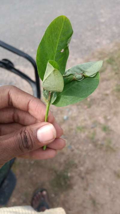 Bean Leaf Webber - Peanut