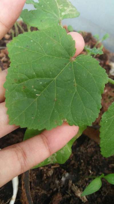 Cercospora Leaf Spot of Okra - Okra