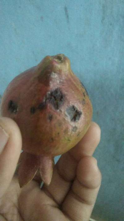 Bacterial Blight of Pomegranate - Pomegranate