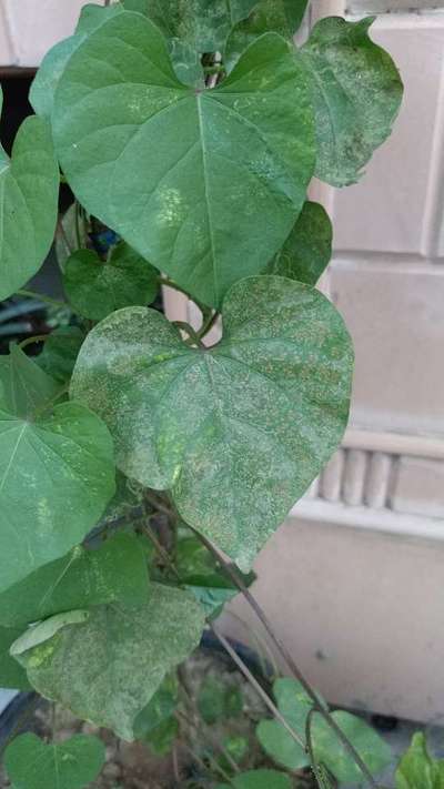 Leaf Miner Flies - Bean