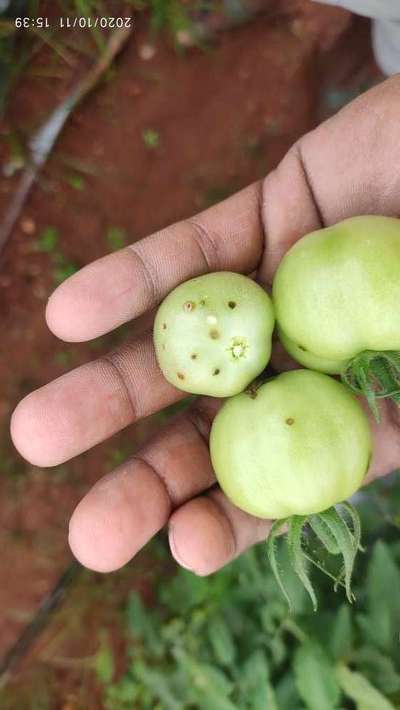 Bacterial Spot and Speck of Tomato - Tomato