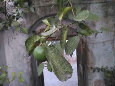 Powdery Mildew - Citrus