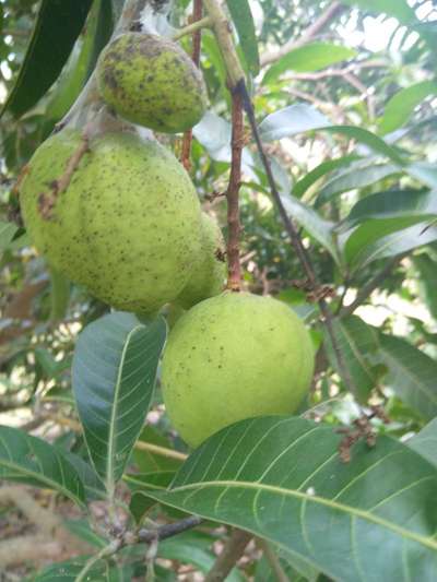 Bacterial Black Spot of Mango - Mango