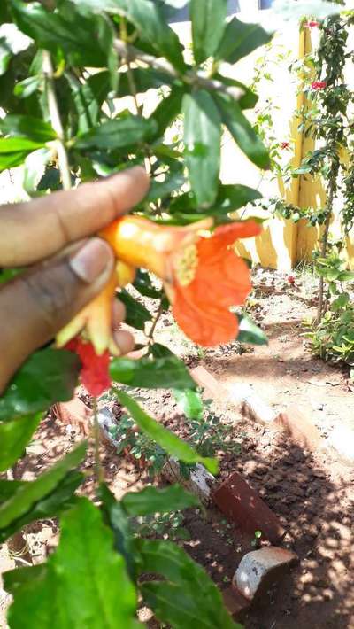 Boron Deficiency - Pomegranate