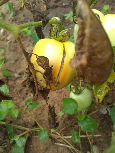 Rachaduras de Crescimento no Tomate - Tomate