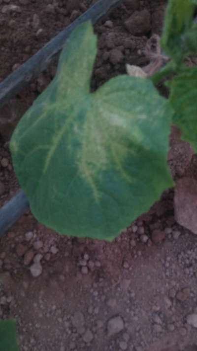 Spider Mites - Cucumber