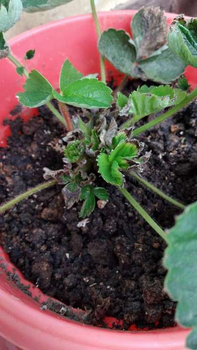 Potassium Deficiency - Strawberry