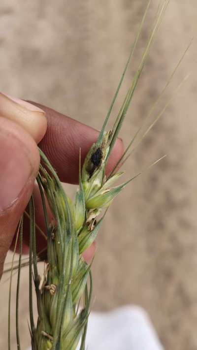 Common Bunt of Wheat - Wheat