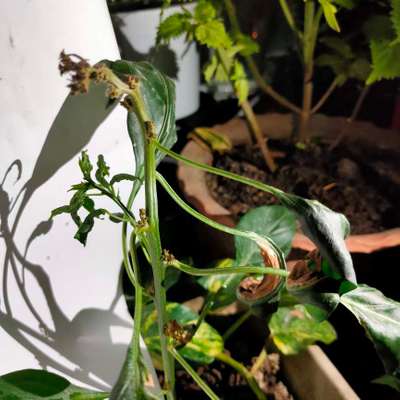 Broad Mite - Capsicum & Chilli