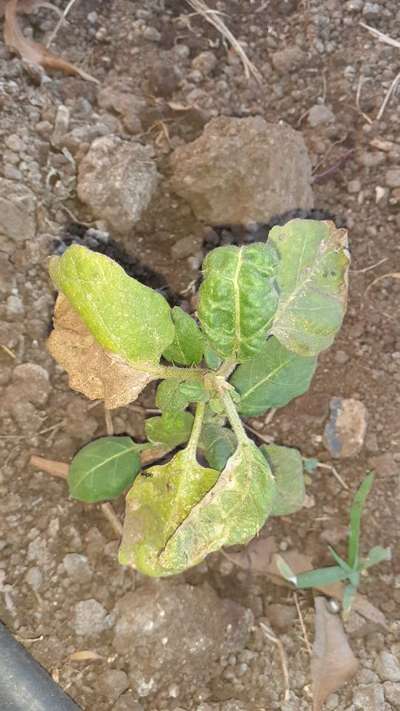 Verticillium Wilt - Brinjal