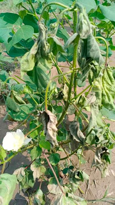 Fusarium Wilt - Cotton