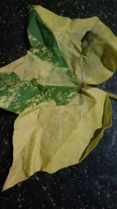 Leaf Variegation - Cotton